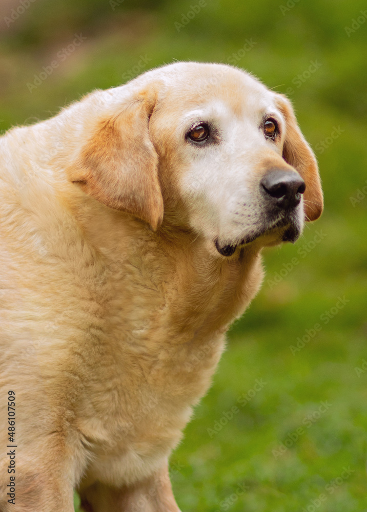 portrait of cute sad beautiful white golden dog head with orange sad eyes and black nose and hanging ears in the park in shelter looking to the horizon waiting his owner portrait of cute sad beautiful white golden dog head with orange sad eyes and black nose and hanging ears in the park in shelter looking to the horizon waiting his owner