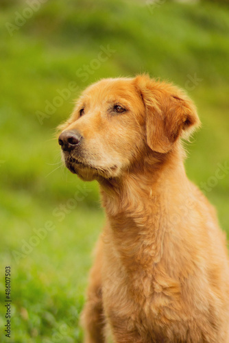 portrait of cute funny beautiful golden dog head with orange eyes and black nose and hanging ears in the park in shelter