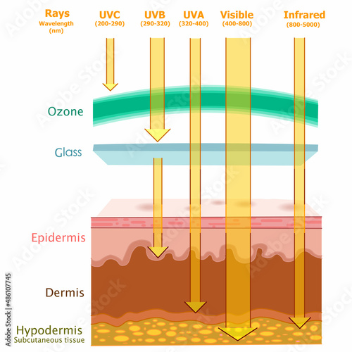 Ultraviolet radiation influenced, human skin layers damage. UVA, UVB, UV C, visible, infrared rays. Dermis, epidermis, hypodermis. Sun light measurements, nm wavelength, ozone. Illustration vector