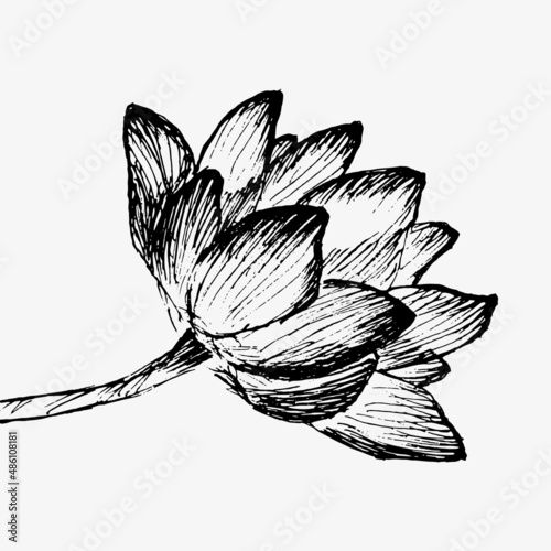 Lotus flower. Floral botanical water lily flower. Isolated blooming pond wildflower. For spiritual body and mind