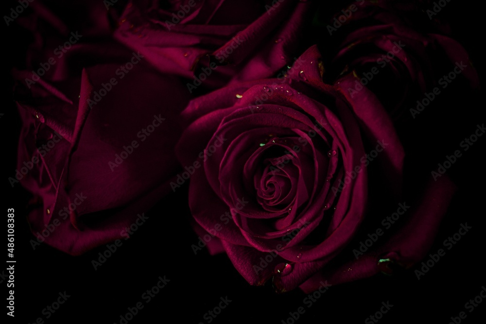 one rose from bouquet of red roses with dew drops on petals on a table on a black background with dark light, magical feelings for valentine's day, macro, blur