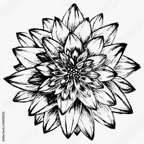 beautiful monochrome black and white dahlia flower isolated on background. for greeting cards and invitations of the wedding, birthday, Valentine Day, mother day and other seasonal holiday.