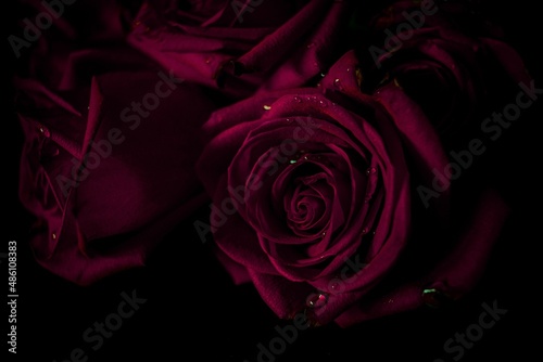 one rose from bouquet of red roses with dew drops on petals on a table on a black background with dark light, magical feelings for valentine's day, macro, blur