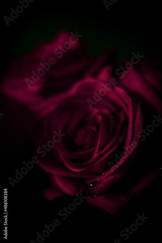 Fototapeta Naklejka Na Ścianę i Meble -  one rose from bouquet of red roses with dew drops on petals on a table on a black background with dark light, magical feelings for valentine's day, macro, blur