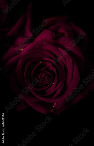 one rose from bouquet of red roses with dew drops on petals on a table on a black background with dark light, magical feelings for valentine's day, macro