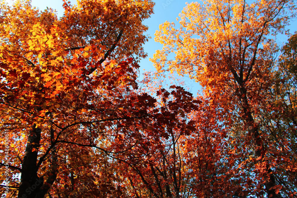 Shape and color of autumn. Fall details in beautiful colored leaf and amazing landscape photographed in a forest from a park.