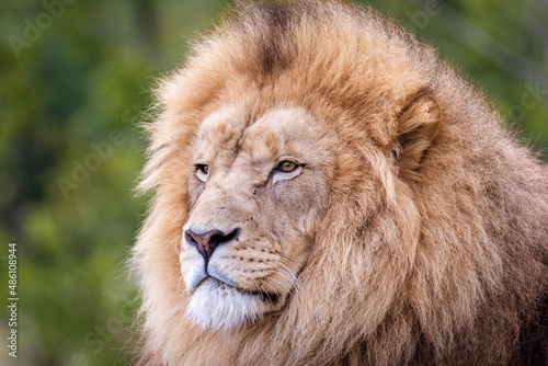 Portrait de Lion qui regarde l  g  rement de c  t  .