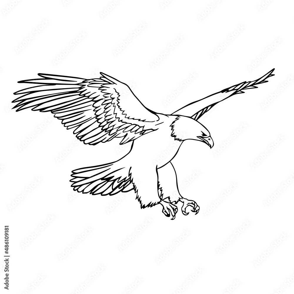 flying eagle soaring vector illustration claws and power lineart Stock ...