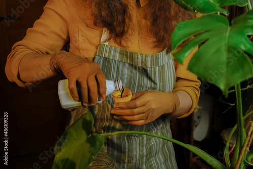 Fotografie Houseplants care concept