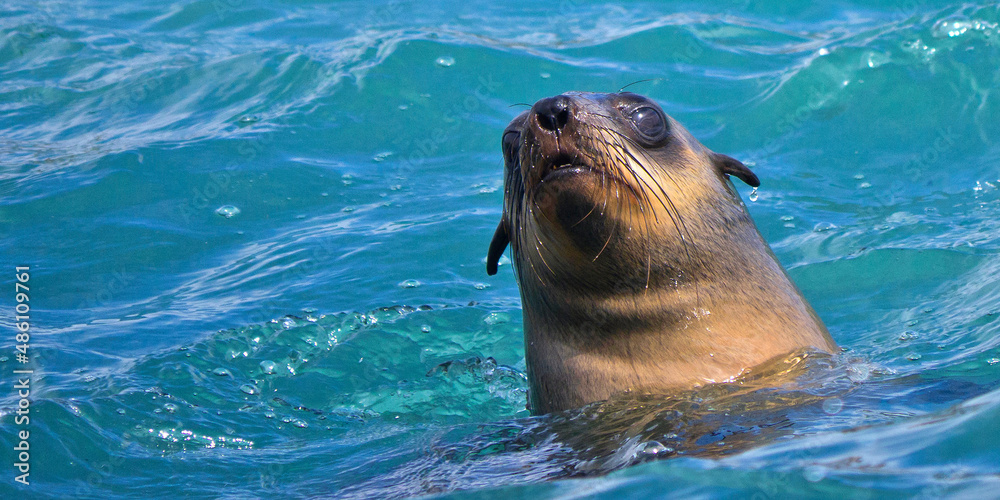 Obraz premium Cape Fur Seals, Arctocephalus pusillus, Shark Alley, Geyser Rock, Dyer Island, Gansbaai, Western Cape, South Africa, Africa