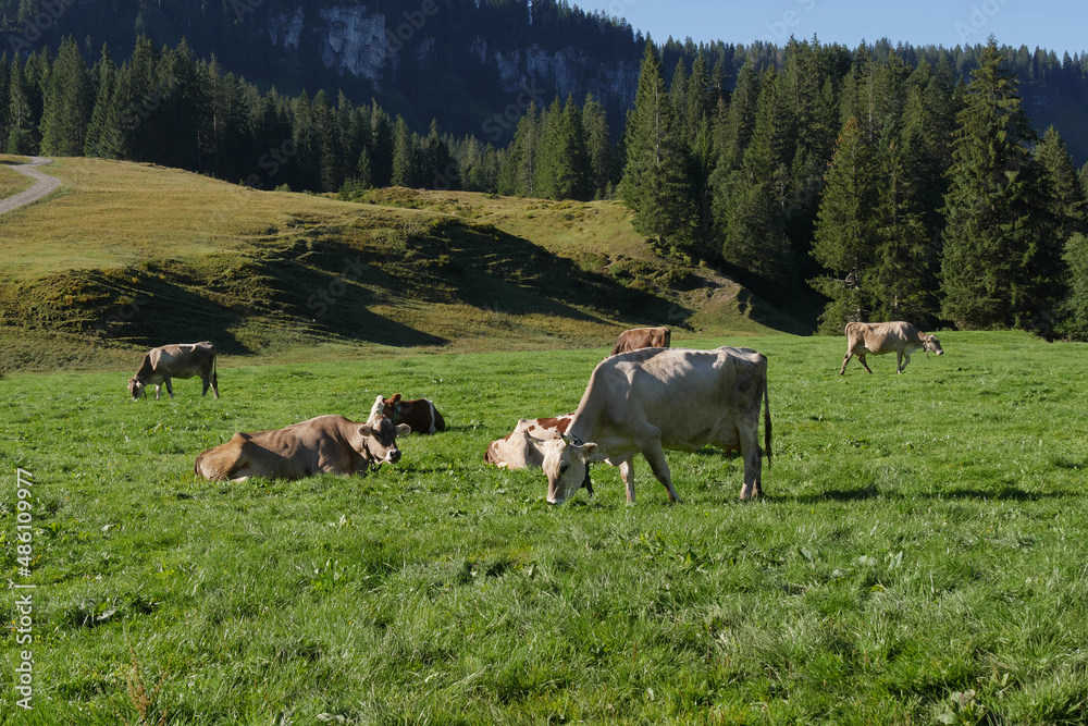 Fototapeta premium Kuhherde im Allgäu.