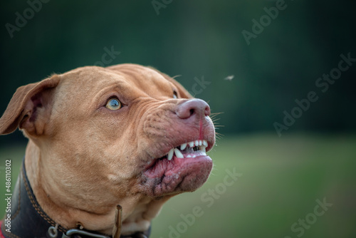 Photos Portrait of a growling American Pit Bull Terrier.