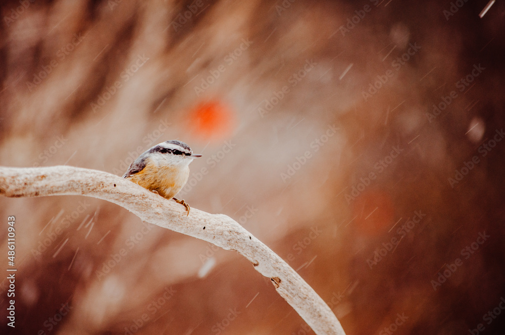 Naklejka premium Red Breasted Nut Hatch sitting on a branch