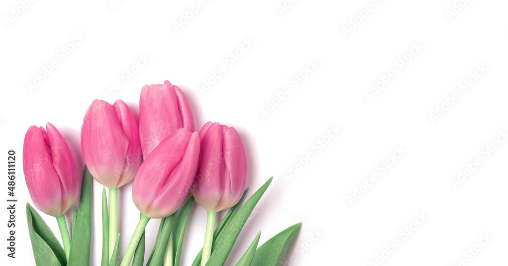Banner of beautiful pink tulips on a white background.