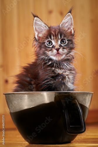 Cute Maine Coon kitten with tassels on ears. Kitten is weighed on kitchen scale.