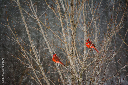 Male Cardinals sitting in a bare winter tree