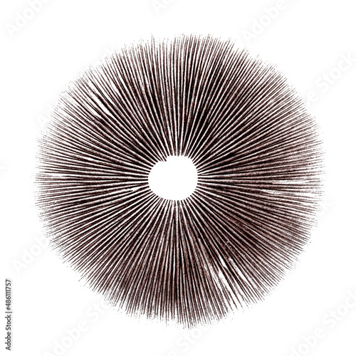 Obraz na płótnie Psilocybin mushroom spore print on white background