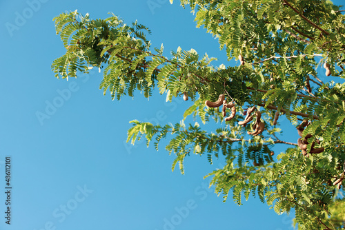 Tamarind Tree on Blue Sky Wallpaper