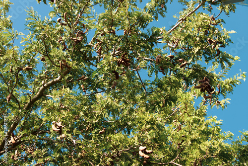 Tamarind Tree on Blue Sky Wallpaper