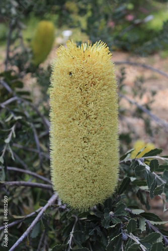 fiore a pannocchia