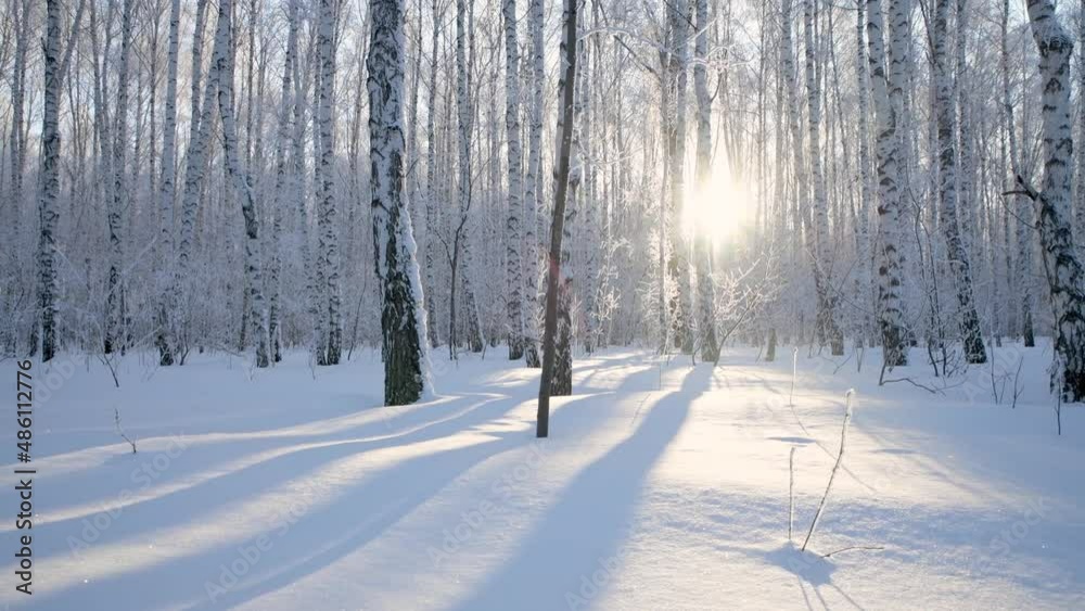 Winter birch grove at sunrise. Trees in the snow. Frosty weather. Forest landscape in frosty and sunny season. Bright sun in the lens. Winter birch grove at sunrise. Trees in the snow. Frosty weather. Forest landscape in frosty and sunny season. Bright sun in the lens.