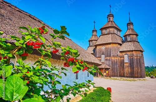 The small garden with viburnum in Zaporozhian Sich scansen, Khortytsia Island, Zaporizhzhia, Ukraine photo