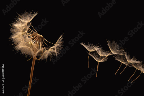 dandelion seeds fly from a flower on a dark background. botany and bloom growth propagation