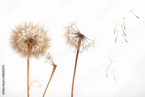 dandelion seeds fly from a flower on a light background. botany and bloom growth propagation. © photosaint