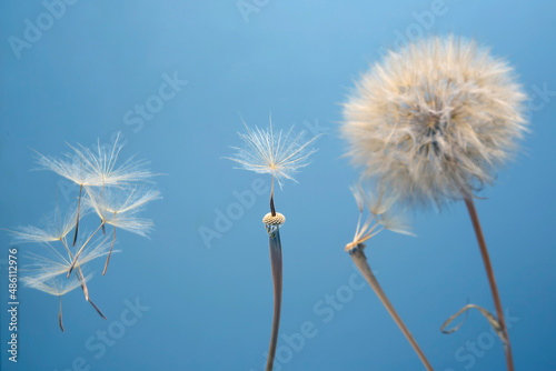 Dandelion seeds flying next to a flower on a blue background. botany and the nature of flowers