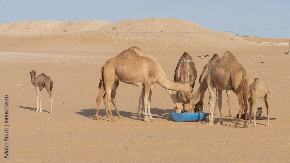 camels eating food at a farm in Qatar. camels eating food at a farm in Qatar.