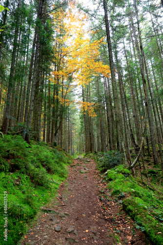 Autumn pathway in Carpathian forest