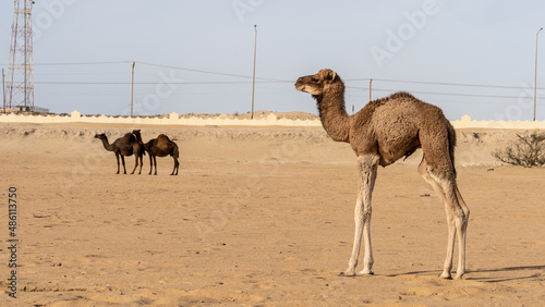 Canvas Print Baby arab brown camel in dukhan dessert.