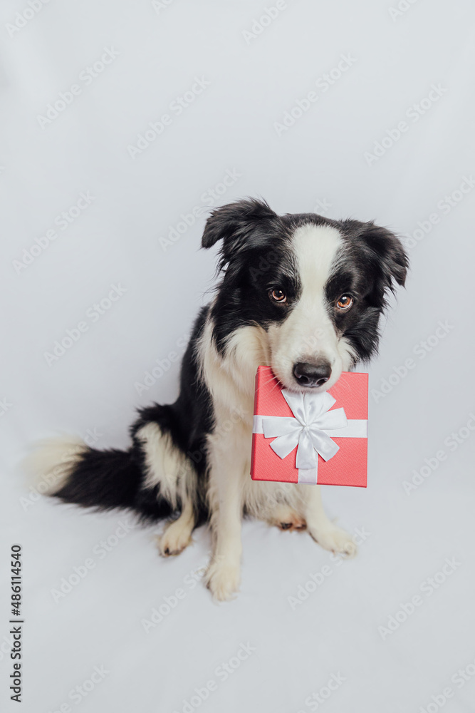 Puppy dog border collie holding red gift box in mouth isolated on white background. Christmas New Year Birthday Valentine celebration present concept. Pet dog on holiday day gives gift. I'm sorry