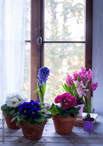 Primule di vario colore in vaso e giacinti nello sfondo di fronte ad una finestra