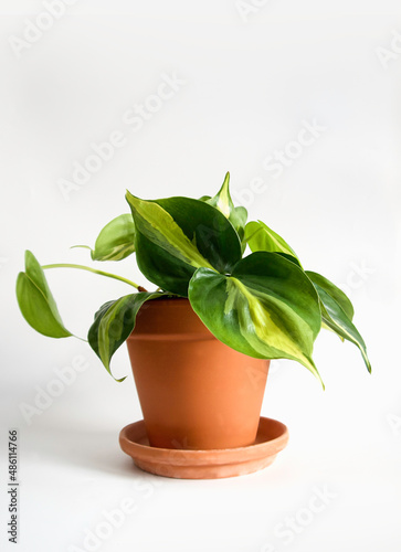 Houseplant Philodendron Scandens Brasil in a terracotta pot. Close up of heart-shaped, variegated dark green leaves with strokes of yellow and lime green. Isolated on a white background, copyspace