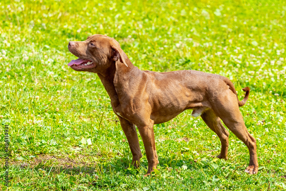 American Pit Bull Terrier, portrait of aggressive dog in profile on blurred background American Pit Bull Terrier, portrait of aggressive dog in profile on blurred background