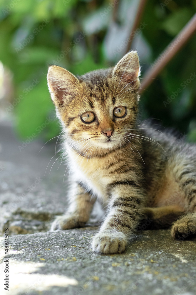 A small striped kitten with an attentive look sits on the asphalt near a bush of greenery A small striped kitten with an attentive look sits on the asphalt near a bush of greenery