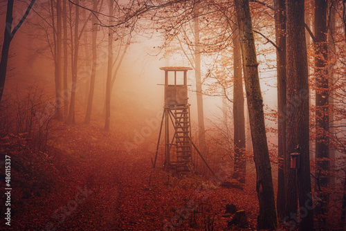 Wald im Nebel
