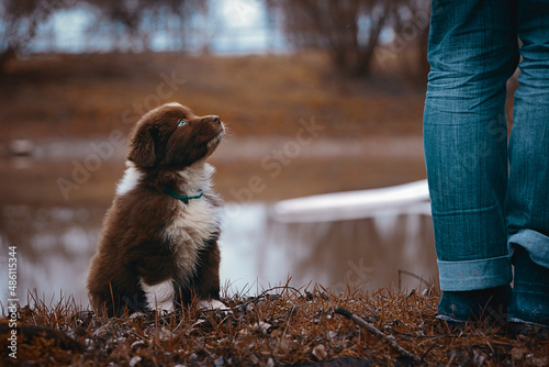 Australian Shepherd Welpen