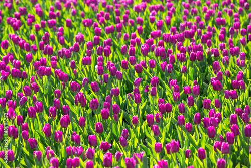 large field of blooming purple tulips. flowers and botany