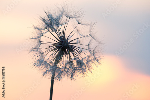 Dandelion silhouetted against the sunset sky. Nature and botany of flowers