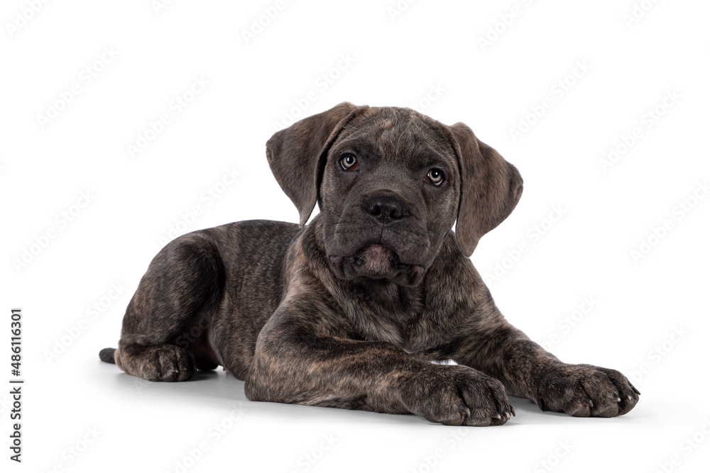 Cute brindle Cane Corso dog puppy, laying down side ways. Looking towards camera with light eyes. Mouth closed. isolated on a white background.