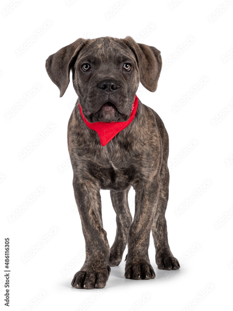 Cane Corso dog on white backgroundCute brindle Cane Corso dog puppy, standing facing front. Looking towards camera with light eyes. Wearing red scarf around neck. Isolated on a white background. Cane Corso dog on white backgroundCute brindle Cane Corso dog puppy, standing facing front. Looking towards camera with light eyes. Wearing red scarf around neck. Isolated on a white background.