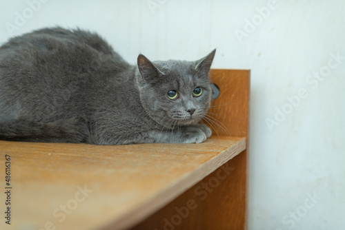 Frightened wild cat in a village shelter.