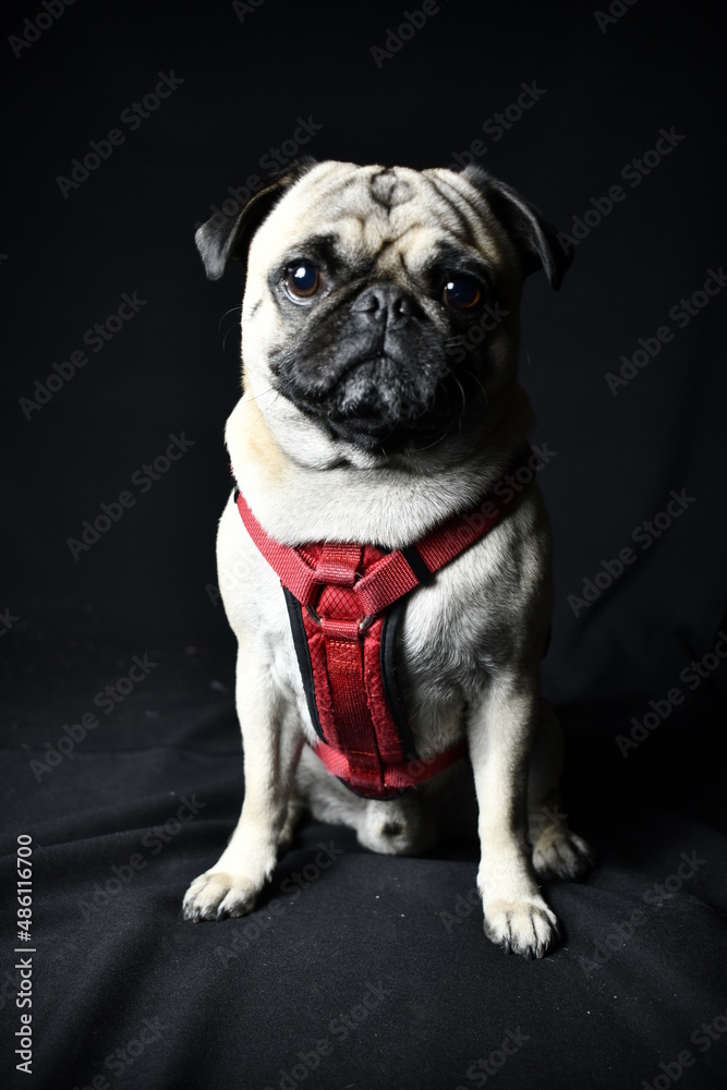 Adorable pug on black background, sitting and calm
