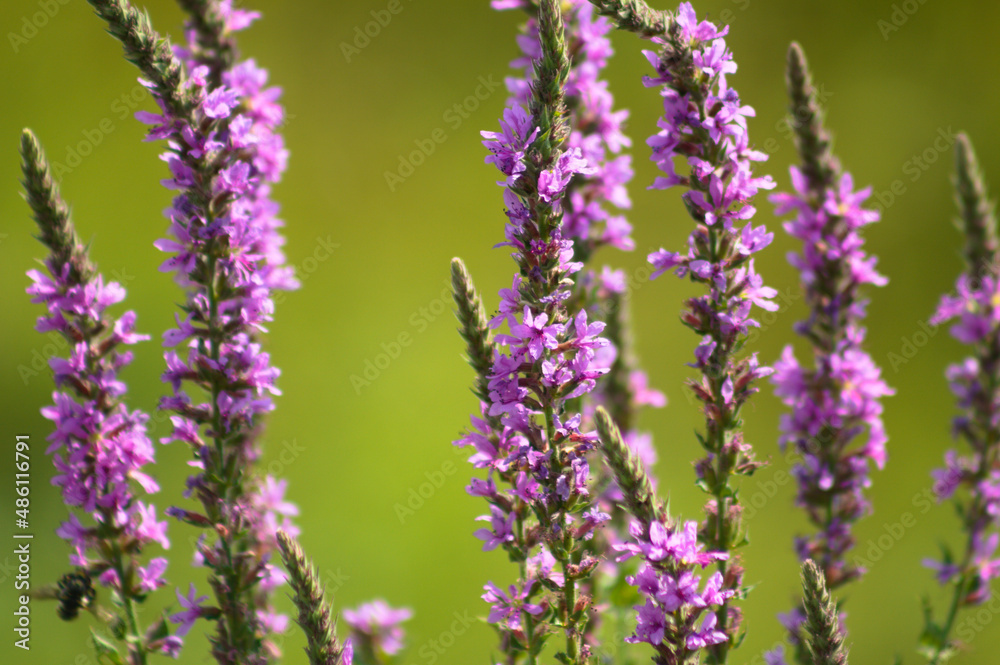 Purple loosestrife in bloom closeup view with green blurred background Purple loosestrife in bloom closeup view with green blurred background