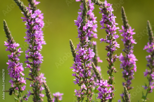 Purple loosestrife in bloom closeup view with green blurred background