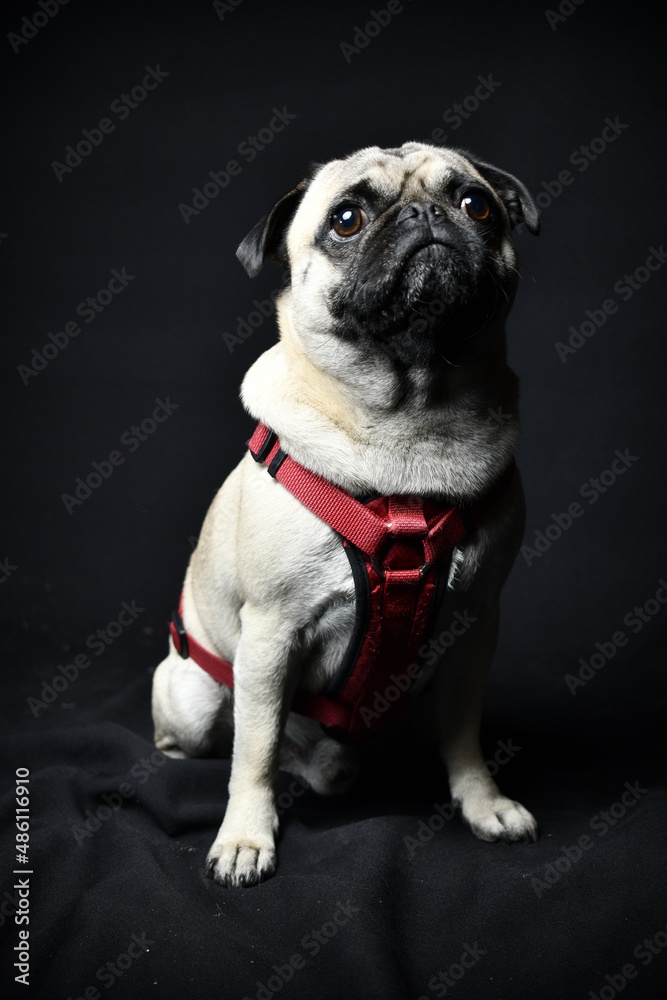 Adorable pug on black background, sitting and calm