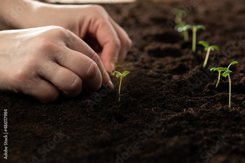 The hand of the farmer is holding a seedling for transplanting into fertile soil for organic farming and symbols for a new start in growing something. Planting seedlings of green plants in open ground