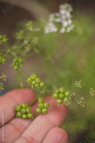 Semillas de cilantro © Marty